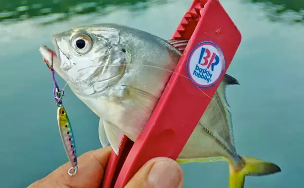 「秋の的矢湾ライトゲームで6魚種キャッチ！【三重】メッキ・カマス・アオヤガラ登場」の画像