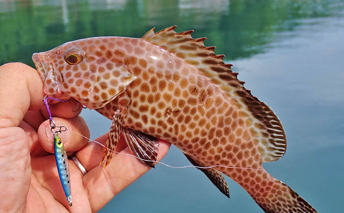 秋の的矢湾ライトゲームで6魚種キャッチ！【三重】メッキ・カマス・アオヤガラ登場