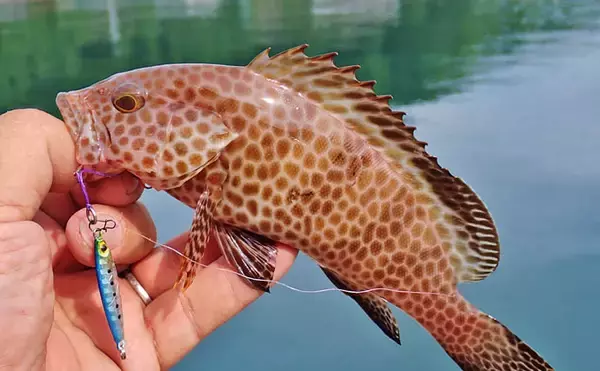 「秋の的矢湾ライトゲームで6魚種キャッチ！【三重】メッキ・カマス・アオヤガラ登場」の画像