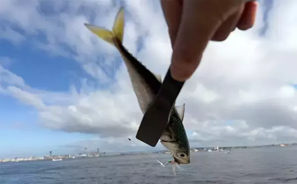 波止でのジグサビキ釣行でボウズ逃れのサバをキャッチ【大阪南港】雨後の水潮に苦戦