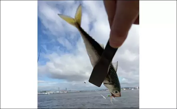 「波止でのジグサビキ釣行でボウズ逃れのサバをキャッチ【大阪南港】雨後の水潮に苦戦」の画像