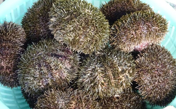 ＜ウニ＞が双子を作る仕組み明らかに！　100年以上の謎とされてきた歴史的発見