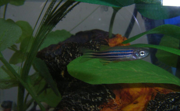 魚が水中でバランスをとる仕組みとは？　体を曲げることで姿勢を維持することが明らかに