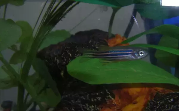 魚が水中でバランスをとる仕組みとは？　体を曲げることで姿勢を維持することが明らかに