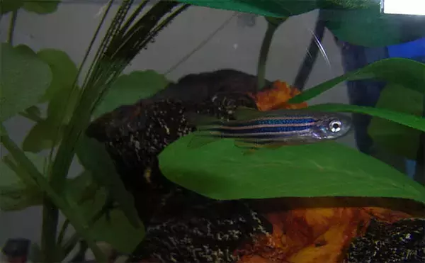 「魚が水中でバランスをとる仕組みとは？　体を曲げることで姿勢を維持することが明らかに」の画像