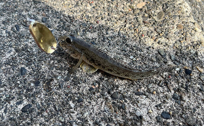 初めて買うルアーは「ダイソーの5gスプーン」で決まり！　コスパ高い＆しっかり釣れる