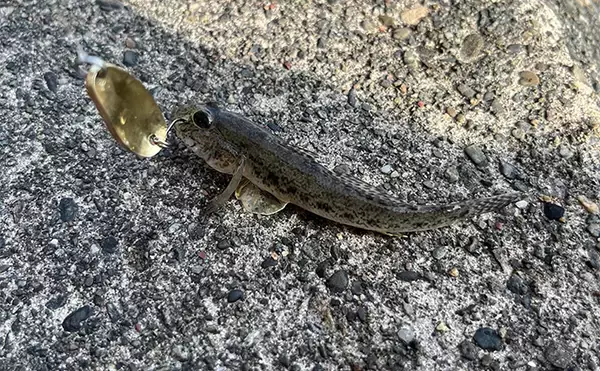 「初めて買うルアーは「ダイソーの5gスプーン」で決まり！　コスパ高い＆しっかり釣れる」の画像