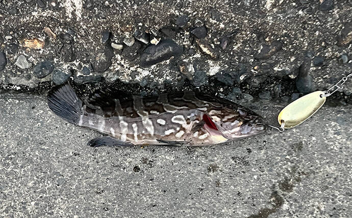 初めて買うルアーは「ダイソーの5gスプーン」で決まり！　コスパ高い＆しっかり釣れる