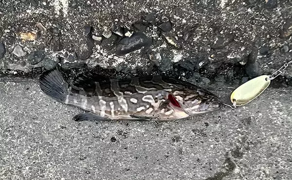 「初めて買うルアーは「ダイソーの5gスプーン」で決まり！　コスパ高い＆しっかり釣れる」の画像