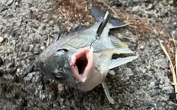 「初めて買うルアーは「ダイソーの5gスプーン」で決まり！　コスパ高い＆しっかり釣れる」の画像