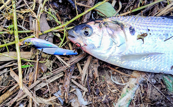 シーバスゲームでコノシロが入れ食い【千葉】63cmシーバスはゲスト扱い？