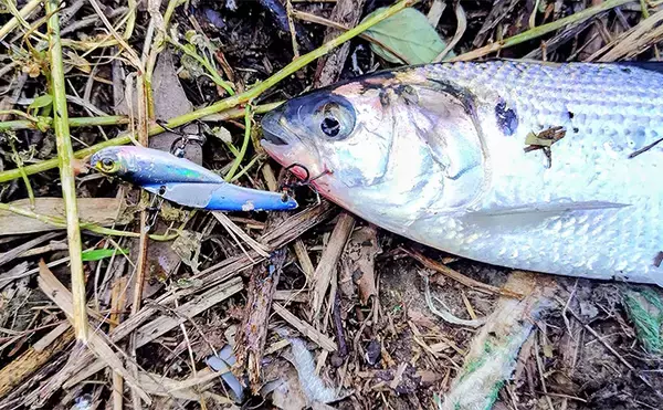 シーバスゲームでコノシロが入れ食い【千葉】63cmシーバスはゲスト扱い？