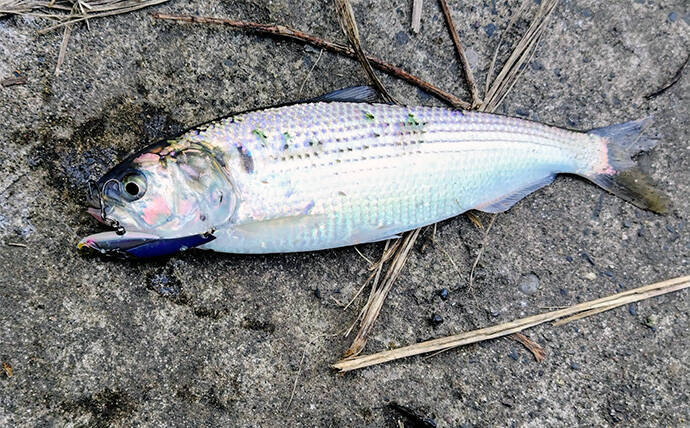 シーバスゲームでコノシロが入れ食い【千葉】63cmシーバスはゲスト扱い？