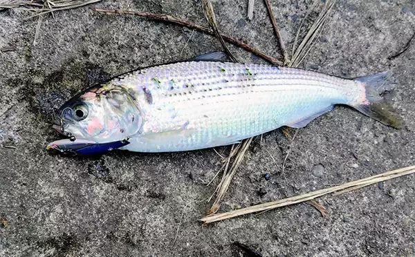 「シーバスゲームでコノシロが入れ食い【千葉】63cmシーバスはゲスト扱い？」の画像