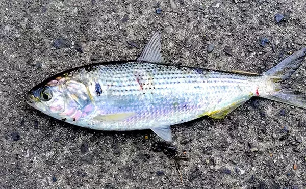 「シーバスゲームでコノシロが入れ食い【千葉】63cmシーバスはゲスト扱い？」の画像