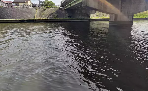 「シーバスゲームでコノシロが入れ食い【千葉】63cmシーバスはゲスト扱い？」の画像