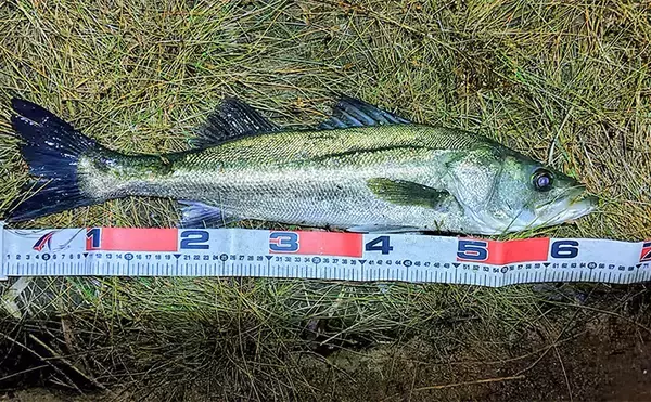 「シーバスゲームでコノシロが入れ食い【千葉】63cmシーバスはゲスト扱い？」の画像