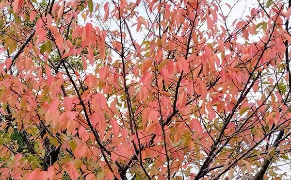 「シーバスゲームでコノシロが入れ食い【千葉】63cmシーバスはゲスト扱い？」の画像