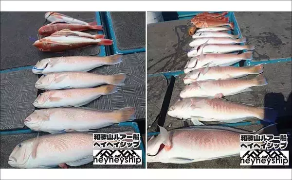 「関西エリアの【船釣り特選釣果】ディープタイラバで70cm級大ダイを好捕！深場攻略が的中」の画像