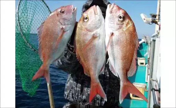 「関西エリアの【船釣り特選釣果】ディープタイラバで70cm級大ダイを好捕！深場攻略が的中」の画像