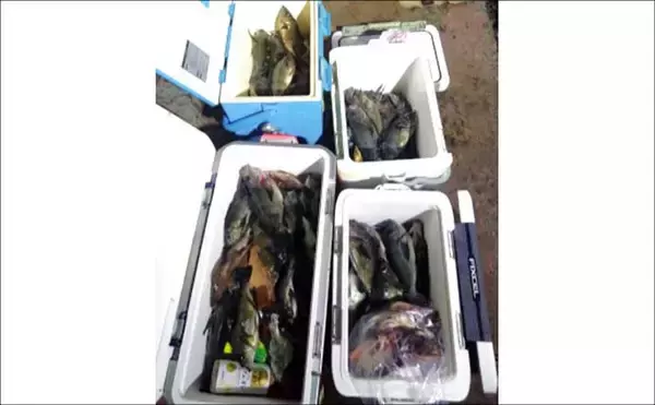 「関西エリアの【船釣り特選釣果】ディープタイラバで70cm級大ダイを好捕！深場攻略が的中」の画像