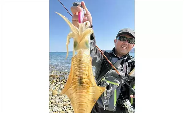 「砂利浜でのエギングで1kgアップの春アオリイカをキャッチ！【熊本】」の画像
