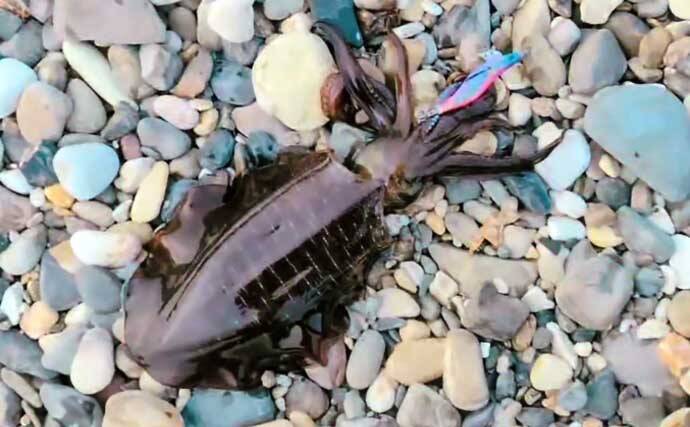 砂利浜でのエギングで1kgアップの春アオリイカをキャッチ！【熊本】