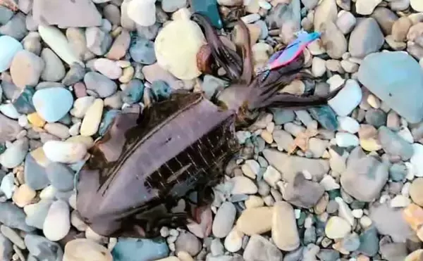 「砂利浜でのエギングで1kgアップの春アオリイカをキャッチ！【熊本】」の画像