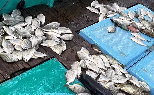 「【三重】沖釣り最新釣果　ティップランエギングで良型アオリイカ顔見せ」の画像