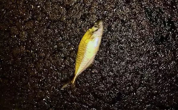 「アジングにおける【雨のメリットとデメリット】釣り易いが身体への負担もアップ」の画像