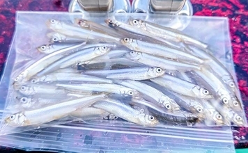 高滝湖のボートワカサギ釣りで39尾キャッチ【千葉】厳寒前で群れが薄く食いも渋め