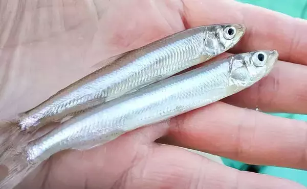 「高滝湖のボートワカサギ釣りで39尾キャッチ【千葉】厳寒前で群れが薄く食いも渋め」の画像