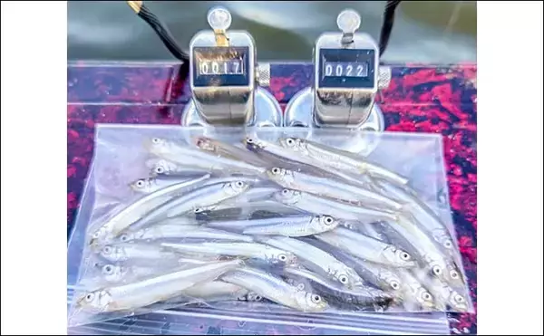 「高滝湖のボートワカサギ釣りで39尾キャッチ【千葉】厳寒前で群れが薄く食いも渋め」の画像