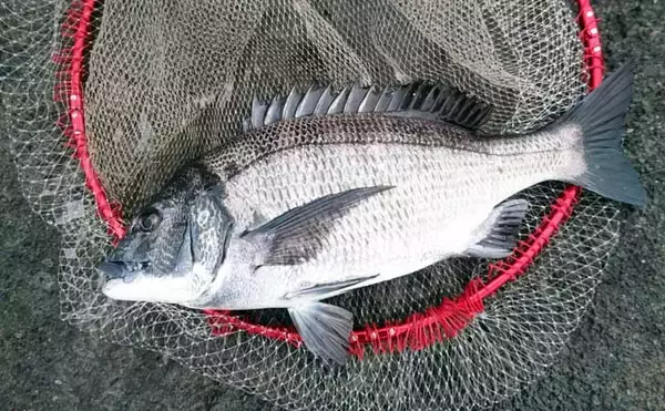 雪中のフカセ釣りで47cm頭にクロダイ4尾手中【千葉・南ケイセン】サラシをかわす沖目攻略で連発