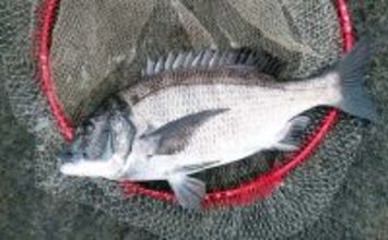 雪中のフカセ釣りで47cm頭にクロダイ4尾手中【千葉・南ケイセン】サラシをかわす沖目攻略で連発