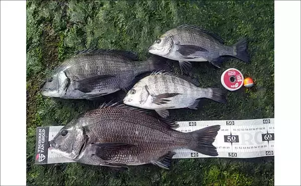 「雪中のフカセ釣りで47cm頭にクロダイ4尾手中【千葉・南ケイセン】サラシをかわす沖目攻略で連発」の画像