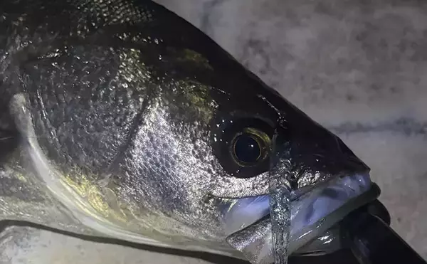 「夜の三刀流」がオススメ？　バチ抜けシーズンの陸っぱりルアー釣りの楽しみ方