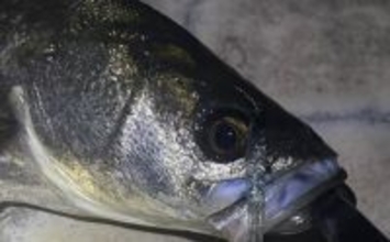 「夜の三刀流」がオススメ？　バチ抜けシーズンの陸っぱりルアー釣りの楽しみ方