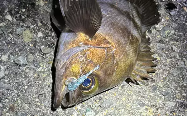 「「夜の三刀流」がオススメ？　バチ抜けシーズンの陸っぱりルアー釣りの楽しみ方」の画像