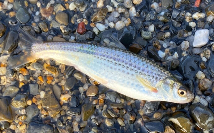 淡水魚トップクラスの味を誇る『ホンモロコ』　逆立ちさせて焼くと美味しいワケとは？