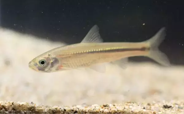 「淡水魚トップクラスの味を誇る『ホンモロコ』　逆立ちさせて焼くと美味しいワケとは？」の画像