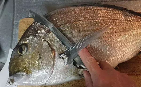 「釣魚で作る「焼き物」レシピ：ヘダイの漬け焼き　優しい出汁がポイント」の画像