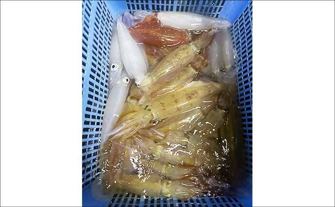 尾鷲湾で良型ヒラスズキにオオモンハタが狙いどき！【沖のルアー釣り最新情報8選・三重】