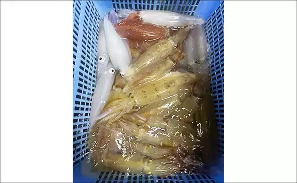 「尾鷲湾で良型ヒラスズキにオオモンハタが狙いどき！【沖のルアー釣り最新情報8選・三重】」の画像