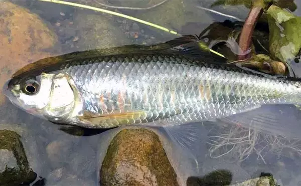 ドライフライで『オイカワ』釣りのススメ　3つのメリットとは？