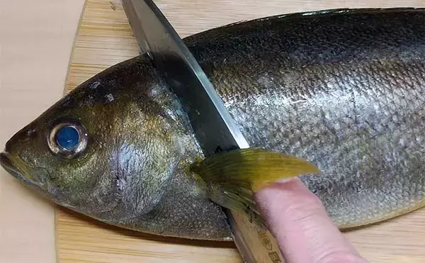 「釣魚で作る「ご飯のお供」レシピ：イサギの焼き絞め　煮付けを焼く？」の画像