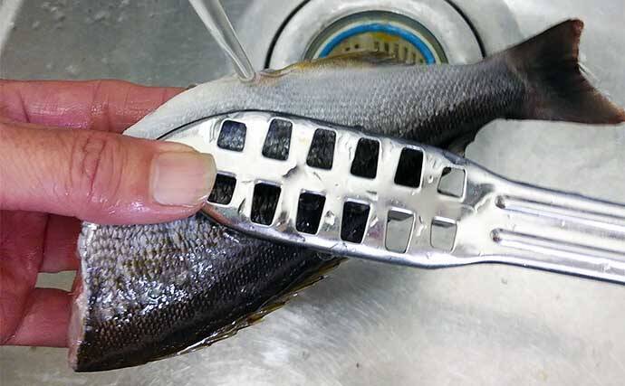 釣魚で作る「ご飯のお供」レシピ：イサギの焼き絞め　煮付けを焼く？