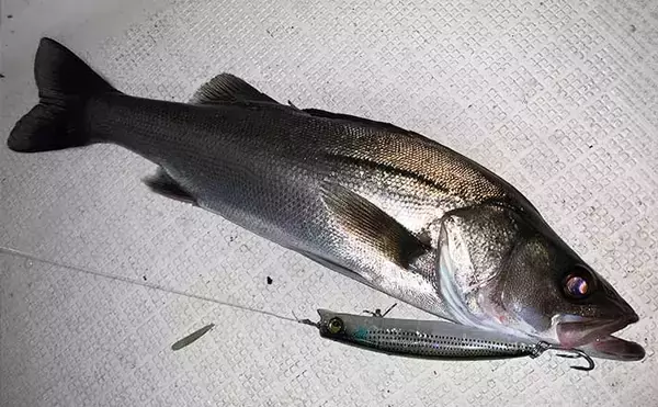 伊勢湾奥の夜のボートルアー釣りで45cm級シーバス＆良型アジを連打