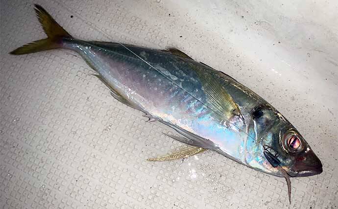 伊勢湾奥の夜のボートルアー釣りで45cm級シーバス＆良型アジを連打