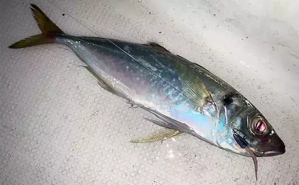 「伊勢湾奥の夜のボートルアー釣りで45cm級シーバス＆良型アジを連打」の画像